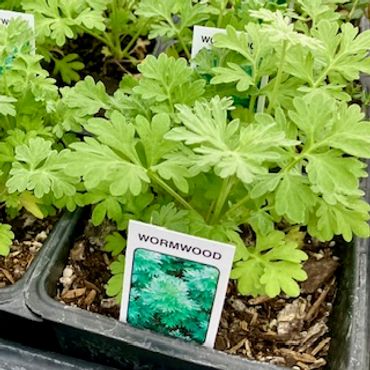 Wormwood