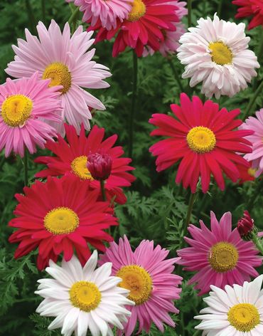 Painted Daisies
