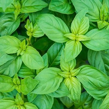 Sweet Basil