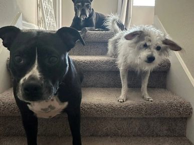 Three dogs standing on carpeted stairs looking at the camera.