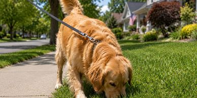 Golden retriever sniffing grass on a suburban sidewalk during a sunny day.