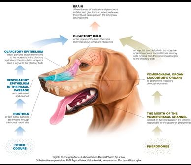 Diagram illustrating a dog's olfactory system and scent detection.