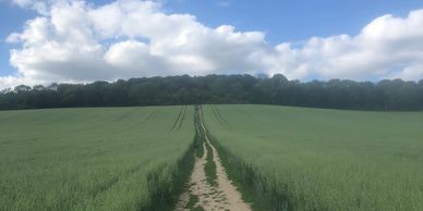 Hike from St Martha Hill to Newlands Corner