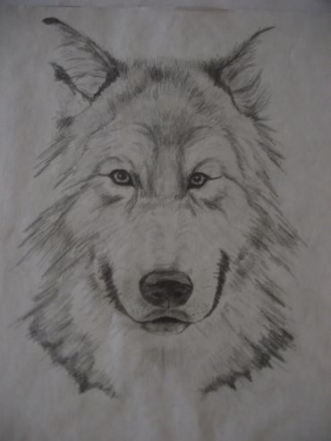Pencil Drawing