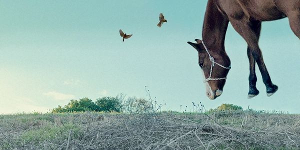 A horse with a bridle looks down at the ground with two birds flying nearby.