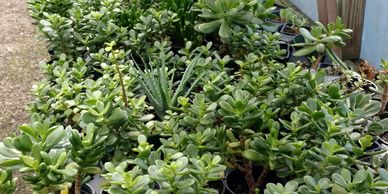 Succulent and Cactus Plants - Charlotte's Largest Selection