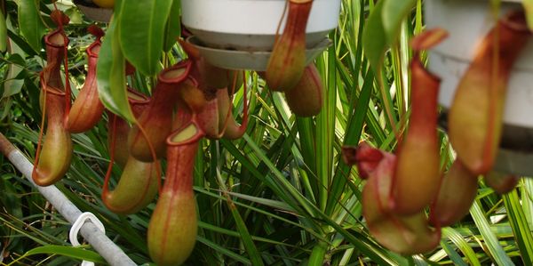 Pitcher Plant available in Charlotte