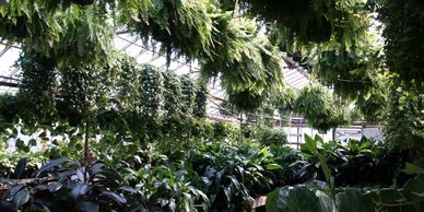 Charlotte Greenhouses Tropical, House Plants, Orchids and Trees