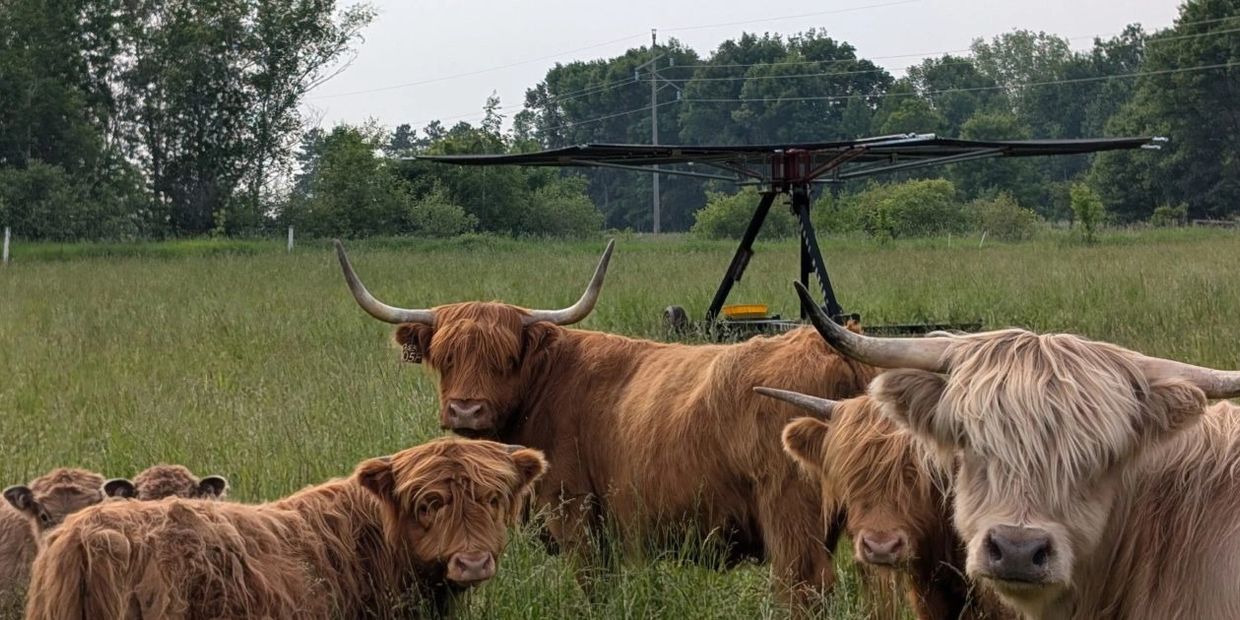 Highland cattle with long horns grazing in a green field on a cloudy day.
