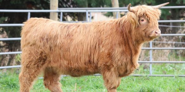 A Highland cow with long shaggy fur and curved horns stands in a grassy enclosure.