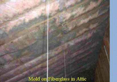 Mold in Attic On Fiberglass Insulation