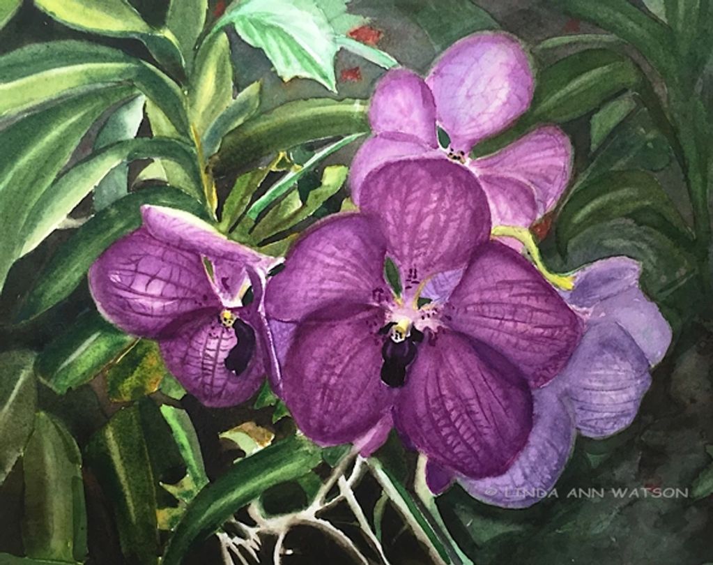 Burmese Orchid
10" x 8" unframed
Transparent watercolor on Arches 140 lb. cold press cotton