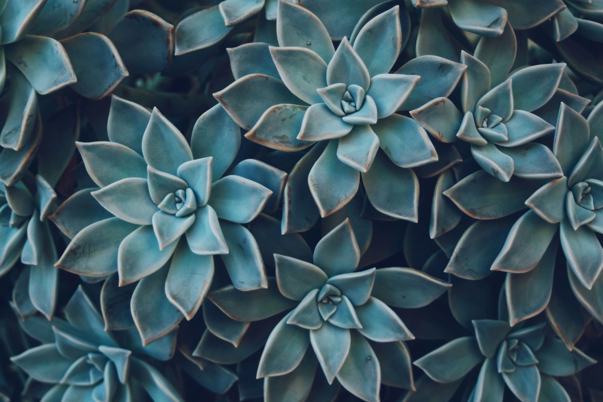 Close-up of blue-green succulent plants with rosette patterns.
