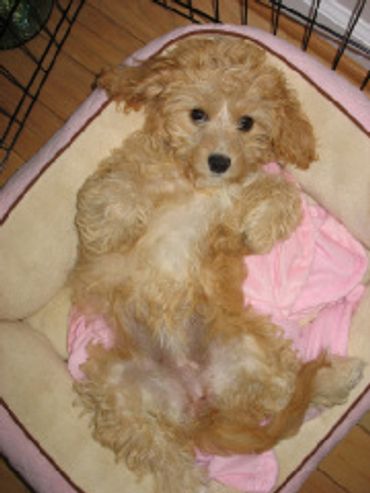 Calla Lily Cavapoo Puppies