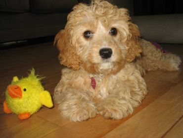 Calla Lily Cavapoo Puppies