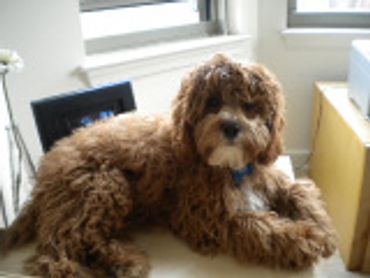 Calla Lily Cavapoo Puppies