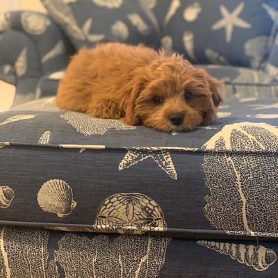 Calla Lily Cavapoo Puppies
