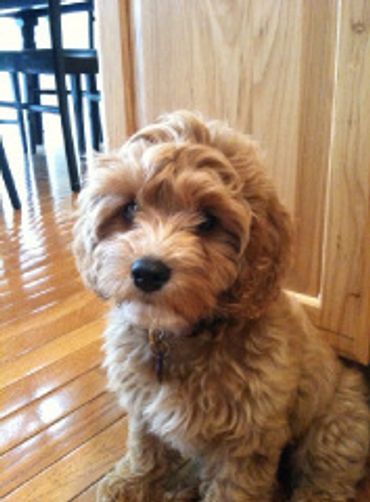 Cavapoo