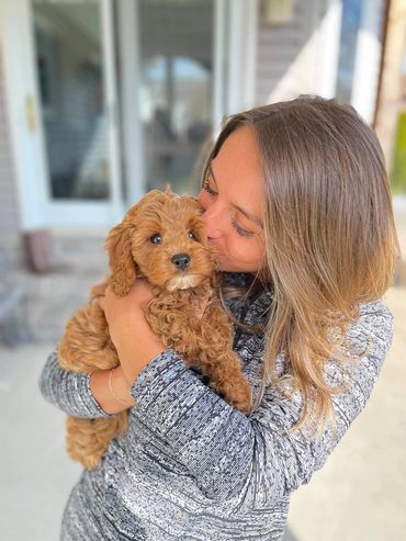 Calla Lily Cavapoo Puppies