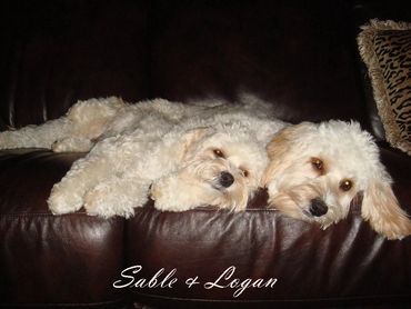 Calla Lily Cavapoo Puppies