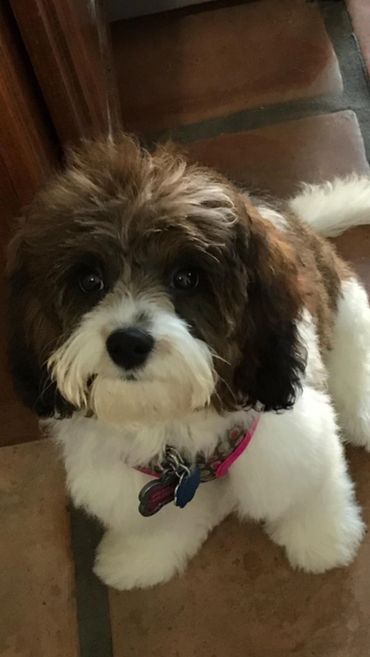 Calla Lily Cavapoo Puppies