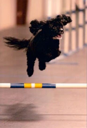 Calla Lily Cavapoo Puppies