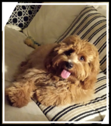 Calla Lily Cavapoo Puppies