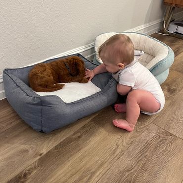 Cavapoo Love💕 🐾