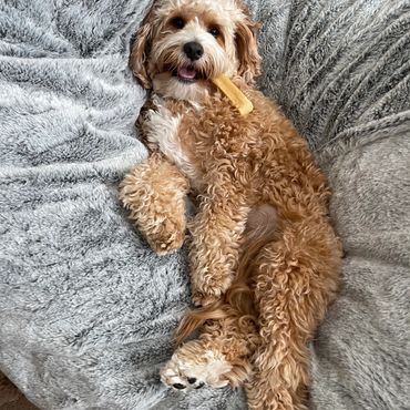 Cavapoo laid back and loving