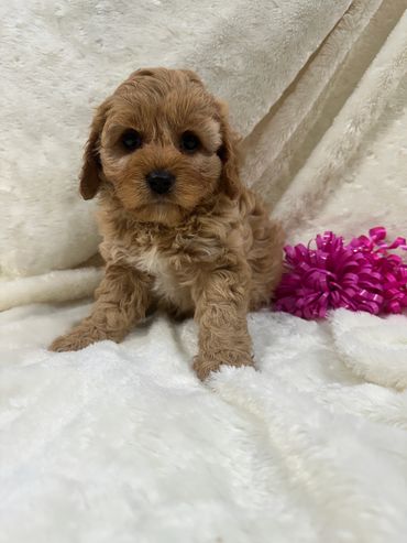 Prissy’s girl
$3,350
Super silky, soft, laid-back, playful, heartwarming, cuddle bug!