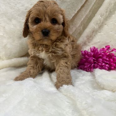 Prissy with Mr. Handsome
DOB: 01-19-2026
Female