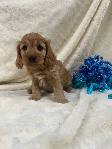 $3,350 each, plus transportation when needed.