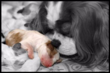 Calla Lily Cavapoo Puppies