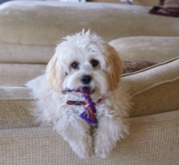 Calla Lily Cavapoo Puppies