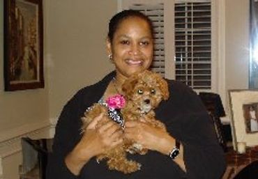 Calla Lily Cavapoo Puppies