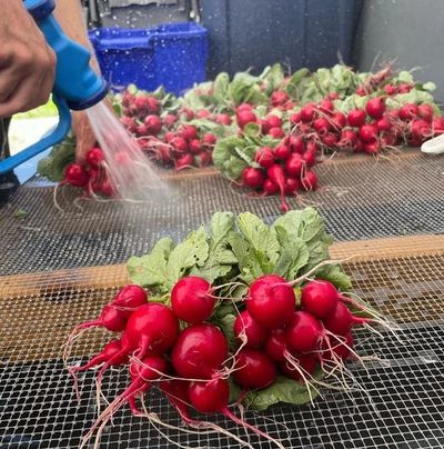 Bunches of red radishes being washed with a sprayer