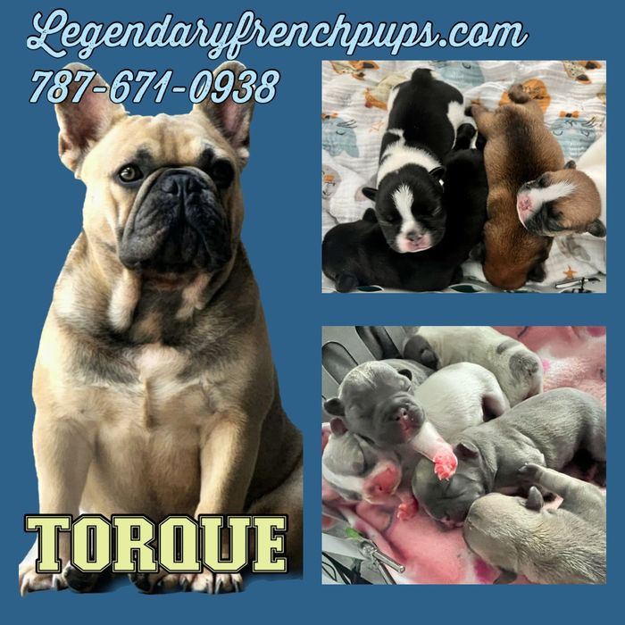 Introducing the first two litters of our stud, TORQUE!!  He is available for STUD service now!