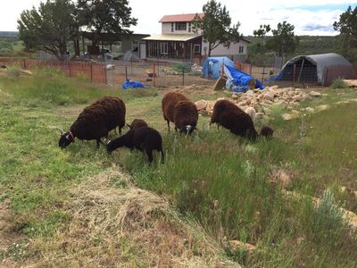 Sheep on a Homestead Farm