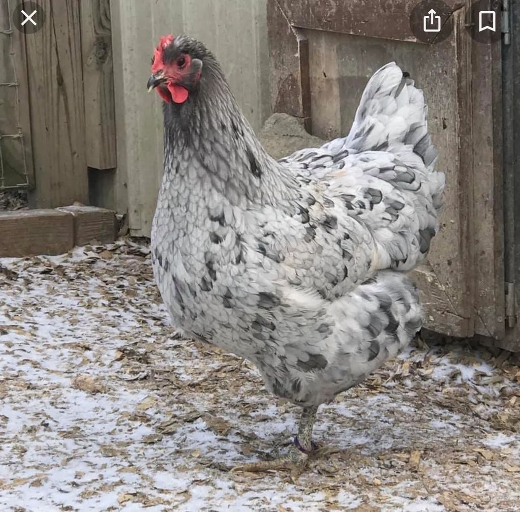 Splash Jersey Giant hen bred and photographed  by Maria Hall. What a majestic gentle Giant! 
