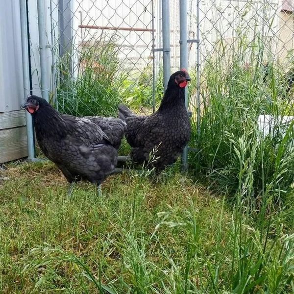 Nicely laced Blue Jersey Giant pullets@ 