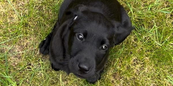 Cute black puppy sitting on the grass.