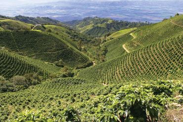 The Majestic Highlands of Central Colombia growing and processing the perfect cup of coffee.