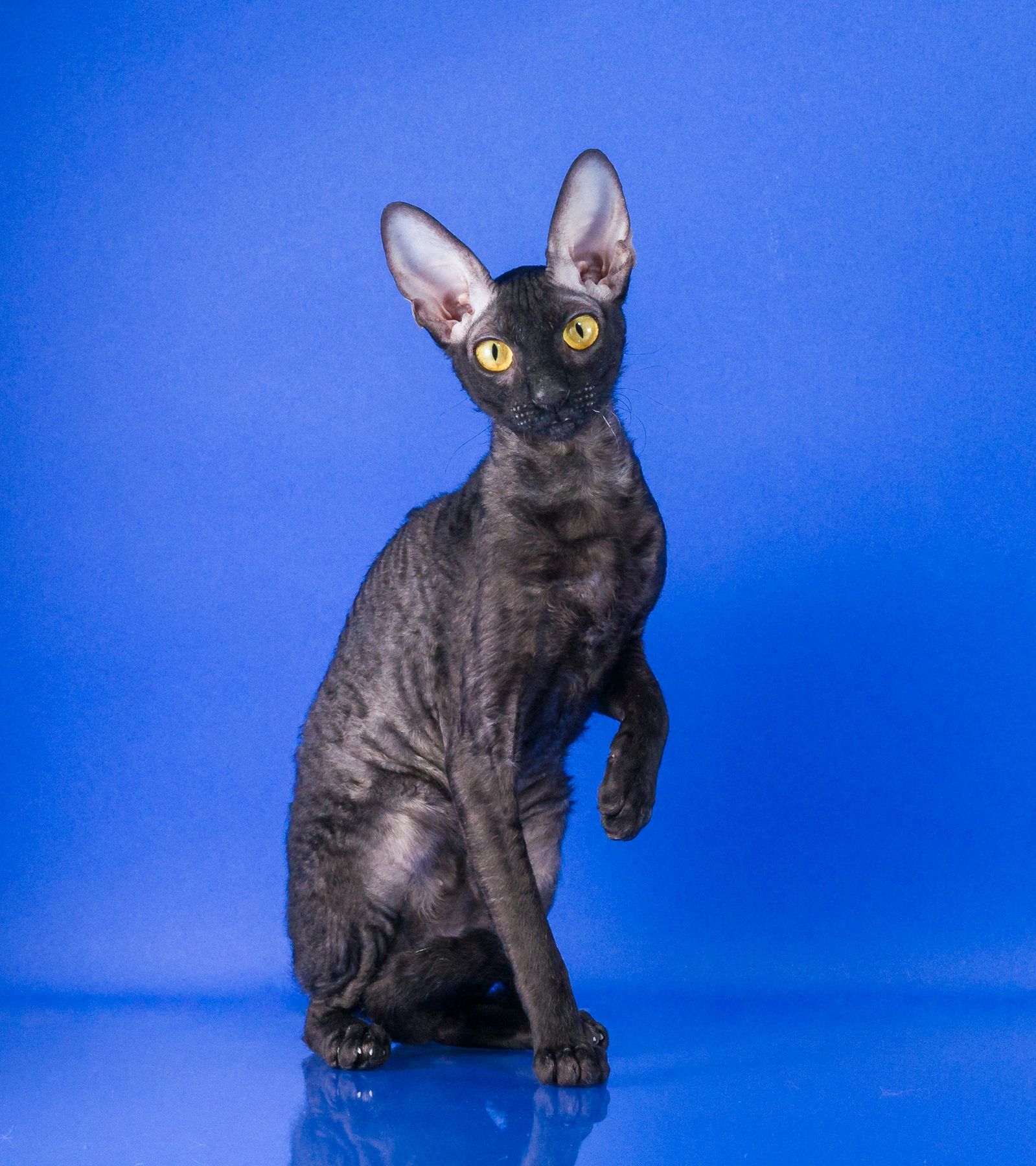 Godspeed Cornish Rex