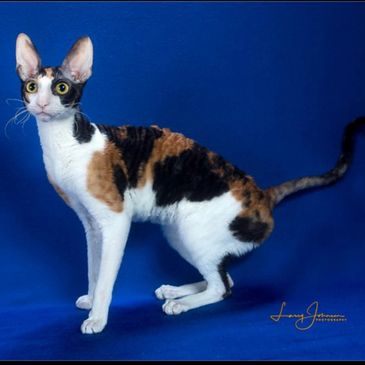 GC RW Godspeed Stunning Starlight