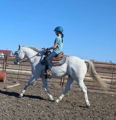 A person riding a white horse in a fenced area under a clear blue sky.