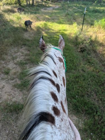 View from horseback showing spotted horse's neck and dogs in a grassy area.