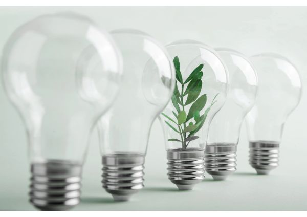 A plant growing inside one of several light bulbs lined up.