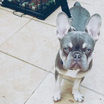 A French bulldog puppy standing in front of a crate