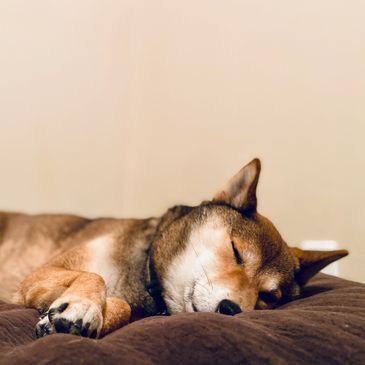 Mulan, a shiba inu, sleeping peacefully on a massive comfy dog bed during her dog boarding stay