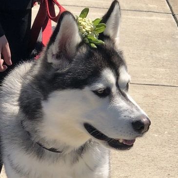 Mush, a malamute, looking to the side.